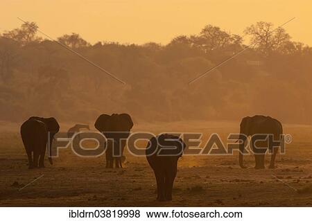 Stock Photo - "African Bush Elephants (Loxodonta africana), Chobe Waterfront, Chobe National Park, Botswana, Africa". Fotosearch