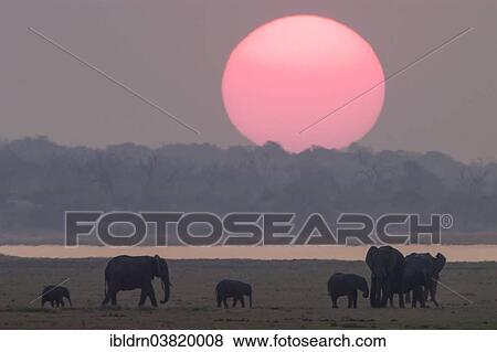 Stock Photo - "African Bush Elephants (Loxodonta africana), Chobe Waterfront, Chobe National Park, Botswana, Africa". Fotosearch
