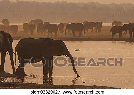 Stock Photo - "African Bush Elephants (Loxodonta africana), Chobe Waterfront, Chobe National Park, Botswana, Africa". Fotosearch
