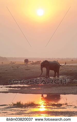"African Bush Elephants (Loxodonta africana), Chobe Waterfront, Chobe National Park, Botswana, Africa" View Large Photo Image Stock Photo - "African Bush Elephants (Loxodonta africana), Chobe Waterfront, Chobe National Park, Botswana, Africa". Fotosearch