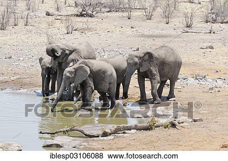 Stock Photo - "African Bush Elephants (Loxodonta africana) drinking at the Moringa waterhole, Etosha National Park, near Halali, Kunene Region, Namibia, Africa". Fotosearch