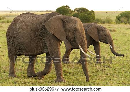 Stock Photo - "African Bush Elephants (Loxodonta africana), Massai Mara, Serengeti, Rift Valley province, Kenya, Africa". Fotosearch