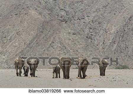 Stock Photograph - "African Bush Elephants (Loxodonta Africana), adults and calves, dry river bed, Hoanib River, Kunene Region, Damaraland, Namibia, Africa". Fotosearch