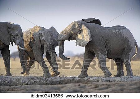 "African Bush Elephants (Loxodonta africana), Nxai Pan National Park, Botswana, Africa" View Large Photo Image Stock Photograph - "African Bush Elephants (Loxodonta africana), Nxai Pan National Park, Botswana, Africa". Fotosearch