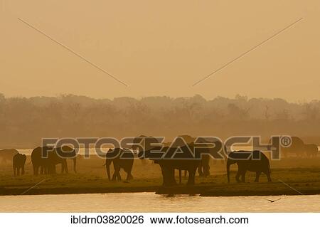 "African Bush Elephants (Loxodonta africana), Chobe Waterfront, Chobe National Park, Botswana, Africa" View Large Photo Image Stock Photograph - "African Bush Elephants (Loxodonta africana), Chobe Waterfront, Chobe National Park, Botswana, Africa". Fotosearch