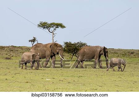 "African bush elephants (Loxodonta africana), Masai Mara, Rift Valley Province, Kenya, Africa" View Large Photo Image Stock Photograph - "African bush elephants (Loxodonta africana), Masai Mara, Rift Valley Province, Kenya, Africa". Fotosearch