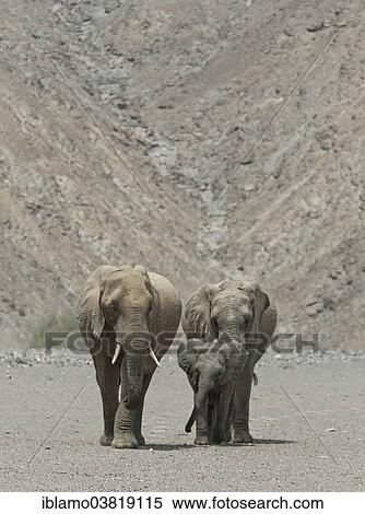 "African Bush Elephants (Loxodonta Africana), adults and a calf, dry river bed, Hoanib River, Kunene Region, Damaraland, Namibia, Africa" View Large Photo Image Stock Photography - "African Bush Elephants (Loxodonta Africana), adults and a calf, dry river bed, Hoanib River, Kunene Region, Damaraland, Namibia, Africa". Fotosearch