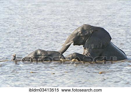 "African Bush Elephants (Loxodonta africana) in the water, Chobe National Park, Kasane, North-West District, Botswana, Africa" View Large Photo Image Stock Photography - "African Bush Elephants (Loxodonta africana) in the water, Chobe National Park, Kasane, North-West District, Botswana, Africa". Fotosearch