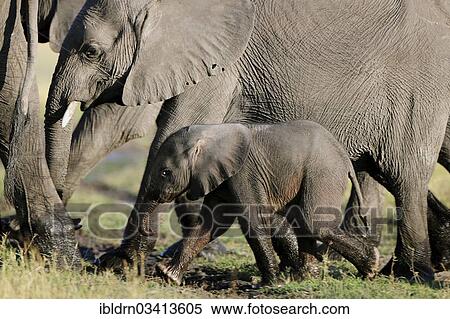 "African Bush Elephants (Loxodonta africana) with a calf, Chobe National Park, Kasane, North-West District, Botswana, Africa" View Large Photo Image Stock Photography - "African Bush Elephants (Loxodonta africana) with a calf, Chobe National Park, Kasane, North-West District, Botswana, Africa". Fotosearch