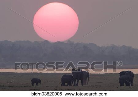 Stock Photography - "African Bush Elephants (Loxodonta africana), Chobe Waterfront, Chobe National Park, Botswana, Africa". Fotosearch