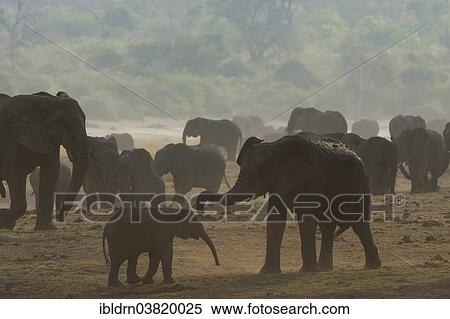 "African Bush Elephants (Loxodonta africana), Chobe Waterfront, Chobe National Park, Botswana, Africa" View Large Photo Image Stock Photography - "African Bush Elephants (Loxodonta africana), Chobe Waterfront, Chobe National Park, Botswana, Africa". Fotosearch