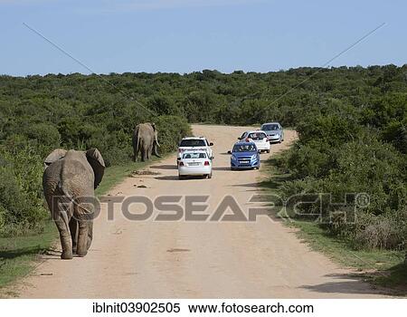 "African Bush Elephants (Loxodonta africana) and cars on a dirt road, Addo Elephant National Park, Eastern Cape, South Africa, Africa" View Large Photo Image Stock Photography - "African Bush Elephants (Loxodonta africana) and cars on a dirt road, Addo Elephant National Park, Eastern Cape, South Africa, Africa". Fotosearch