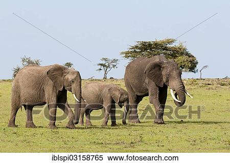 "African bush elephants (Loxodonta africana), Masai Mara, Rift Valley Province, Kenya, Africa" View Large Photo Image Stock Photography - "African bush elephants (Loxodonta africana), Masai Mara, Rift Valley Province, Kenya, Africa". Fotosearch
