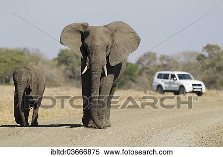 "African Bush Elephants (Loxodonta africana), cow with a calf on an unpaved road in front of an all-terrain vehicle, Kruger National Park, South Africa, Africa" View Large Photo Image Stock Photography - "African Bush Elephants (Loxodonta africana), cow with a calf on an unpaved road in front of an all-terrain vehicle, Kruger National Park, South Africa, Africa". Fotosearch