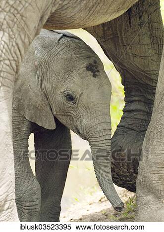 Stock Photography - "African Bush Elephants (Loxodonta africana), calf standing under its mother, Massai Mara, Serengeti, Rift Valley province, Kenya, Africa". Fotosearch