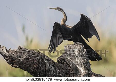 "African Darter (Anhinga rufa), Botswana, Africa" View Large Photo Image Stock Photo - "African Darter (Anhinga rufa), Botswana, Africa". Fotosearch