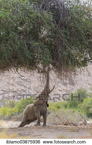 "African Desert Elephant (Loxodonta africana) bull reaching up with his trunk to reach the branches of a tree, Hoanib riverbed, Damaraland, Namibia, Africa" View Large Photo Image Stock Photograph - "African Desert Elephant (Loxodonta africana) bull reaching up with his trunk to reach the branches of a tree, Hoanib riverbed, Damaraland, Namibia, Africa". Fotosearch