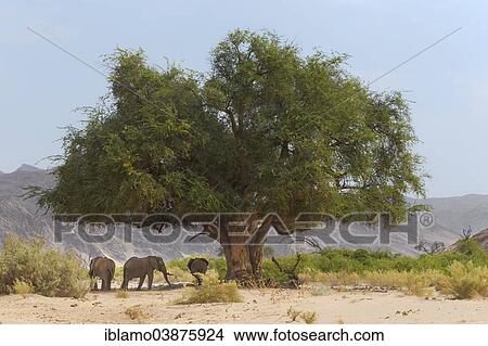 "African Desert Elephants (Loxodonta africana), Hoanib riverbed, Damaraland, Namibia, Africa" View Large Photo Image Picture - "African Desert Elephants (Loxodonta africana), Hoanib riverbed, Damaraland, Namibia, Africa". Fotosearch