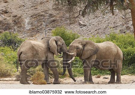 "African Desert Elephants (Loxodonta africana), two bulls facing each other, Hoanib riverbed, Damaraland, Namibia, Africa" View Large Photo Image Stock Image - "African Desert Elephants (Loxodonta africana), two bulls facing each other, Hoanib riverbed, Damaraland, Namibia, Africa". Fotosearch