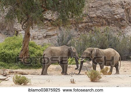 "African Desert Elephants (Loxodonta africana), two bulls, Hoanib riverbed, Damaraland, Namibia, Africa" View Large Photo Image Stock Photography - "African Desert Elephants (Loxodonta africana), two bulls, Hoanib riverbed, Damaraland, Namibia, Africa". Fotosearch