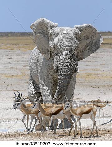 "African Elephant bull (Loxodonta africana), Springboks (Antidorcas marsupialis), waterhole, Etosha National Park, Namibia, Africa" View Large Photo Image Stock Photo - "African Elephant bull (Loxodonta africana), Springboks (Antidorcas marsupialis), waterhole, Etosha National Park, Namibia, Africa". Fotosearch