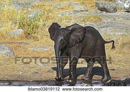 "African Elephant calf (Loxodonta africana), wet, waterhole, Etosha National Park, Namibia, Africa" View Large Photo Image Stock Image - "African Elephant calf (Loxodonta africana), wet, waterhole, Etosha National Park, Namibia, Africa". Fotosearch