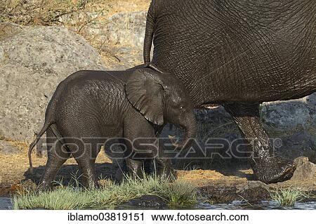 "African Elephant calf (Loxodonta africana), wet, walking with its mother, Etosha National Park, Namibia, Africa" View Large Photo Image Stock Image - "African Elephant calf (Loxodonta africana), wet, walking with its mother, Etosha National Park, Namibia, Africa". Fotosearch