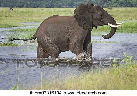 "African Elephant (Loxodonta africana) crosses a watercourse, Chobe Waterfront, Chobe National Park, Botswana, Africa" View Large Photo Image Picture - "African Elephant (Loxodonta africana) crosses a watercourse, Chobe Waterfront, Chobe National Park, Botswana, Africa". Fotosearch