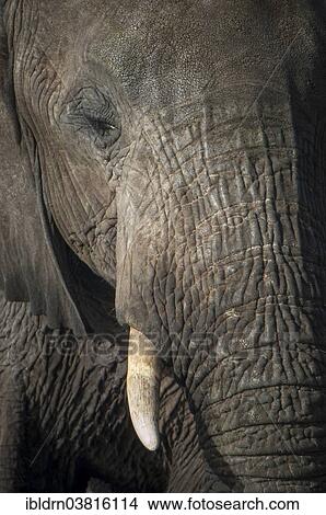 Picture - "African Elephant (Loxodonta africana), portrait, Chobe Waterfront, Chobe National Park, Botswana, Africa". Fotosearch