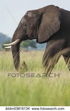 Picture - "African Elephant (Loxodonta africana), Chobe Waterfront, Chobe National Park, Botswana, Africa". Fotosearch