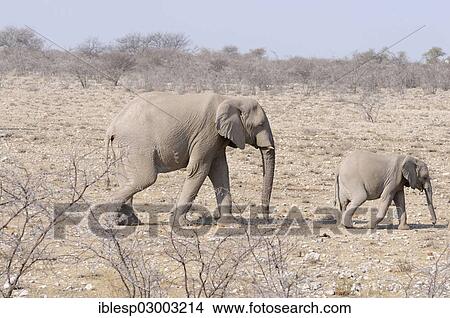 "African Elephant (Loxodonta africana) with a calf, Okaukuejo, Etosha-Nationalpark, Outjo, Namibia, Africa" View Large Photo Image Picture - "African Elephant (Loxodonta africana) with a calf, Okaukuejo, Etosha-Nationalpark, Outjo, Namibia, Africa". Fotosearch
