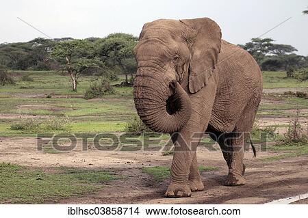 "African Elephant (Loxodonta africana), old bull without tusks, Serengeti, Tanzania, Africa" View Large Photo Image Picture - "African Elephant (Loxodonta africana), old bull without tusks, Serengeti, Tanzania, Africa". Fotosearch