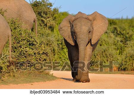 "African Elephant (Loxodonta africana), calf walking on the track, Addo Elephant National Park, Eastern Cape, South Africa, Africa" View Large Photo Image Picture - "African Elephant (Loxodonta africana), calf walking on the track, Addo Elephant National Park, Eastern Cape, South Africa, Africa". Fotosearch