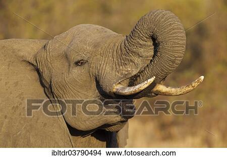 "African Elephant (Loxodonta africana), bull drinking, Kruger National Park, South Africa, Africa" View Large Photo Image Picture - "African Elephant (Loxodonta africana), bull drinking, Kruger National Park, South Africa, Africa". Fotosearch
