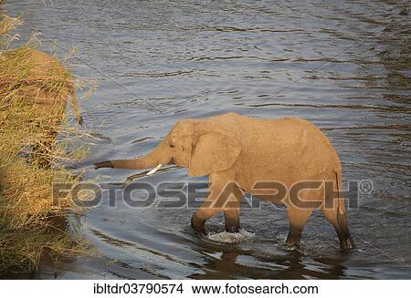 "African Elephant (Loxodonta africana), cow wading through the water reaching for Common Reed (Phragmites australis), Kruger National Park, South Africa, Africa" View Large Photo Image Picture - "African Elephant (Loxodonta africana), cow wading through the water reaching for Common Reed (Phragmites australis), Kruger National Park, South Africa, Africa". Fotosearch