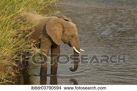 "African Elephant (Loxodonta africana) standing in the Olifants River surrounded by Common Reed (Phragmites australis), Kruger National Park, South Africa, Africa" View Large Photo Image Picture - "African Elephant (Loxodonta africana) standing in the Olifants River surrounded by Common Reed (Phragmites australis), Kruger National Park, South Africa, Africa". Fotosearch
