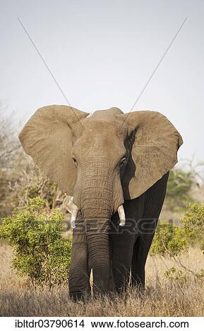 Picture - "African Elephant (Loxodonta africana), bull, Kruger National Park, South Africa, Africa". Fotosearch