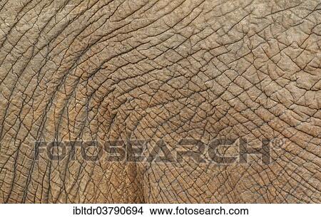 Picture - "African Elephant (Loxodonta africana), skin detail, Kruger National Park, South Africa, Africa". Fotosearch