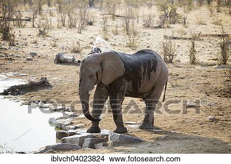 "African Elephant (Loxodonta africana), spraying itself with water at a waterhole, Etosha National Park, Namibia, Africa" View Large Photo Image Picture - "African Elephant (Loxodonta africana), spraying itself with water at a waterhole, Etosha National Park, Namibia, Africa". Fotosearch