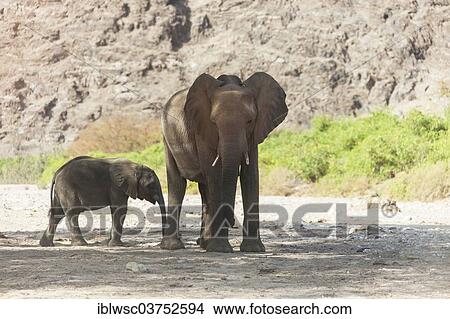 "African Elephant (Loxodonta africana), elephant cow with calf, Hoanib, Namibia, Africa" View Large Photo Image Picture - "African Elephant (Loxodonta africana), elephant cow with calf, Hoanib, Namibia, Africa". Fotosearch