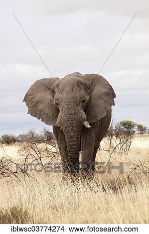 "African Elephant (Loxodonta africana), Namutoni, Etosha National Park, Namibia, Africa" View Large Photo Image Picture - "African Elephant (Loxodonta africana), Namutoni, Etosha National Park, Namibia, Africa". Fotosearch