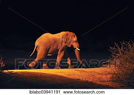 "African Elephant (Loxodonta africana) at a waterhole in the evening, Erindi Private Game Reserve, Namibia, Africa" View Large Photo Image Stock Image - "African Elephant (Loxodonta africana) at a waterhole in the evening, Erindi Private Game Reserve, Namibia, Africa". Fotosearch