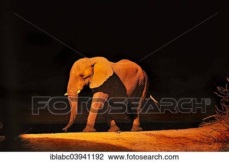 "African Elephant (Loxodonta africana) at a waterhole in the evening, Erindi Private Game Reserve, Namibia, Africa" View Large Photo Image Stock Image - "African Elephant (Loxodonta africana) at a waterhole in the evening, Erindi Private Game Reserve, Namibia, Africa". Fotosearch