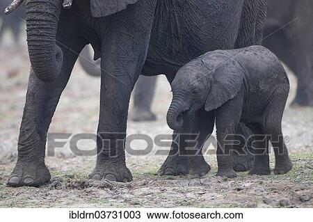 Stock Image - "African Elephant (Loxodonta africana), calf walking next to its mother, Savute, North-West District, Botswana, Africa". Fotosearch