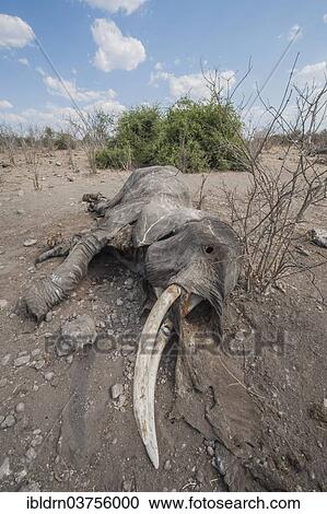 "African Elephant (Loxodonta africana), probably having have died of anthrax, Chobe Waterfront, Chobe National Park, North-West District, Botswana, Africa" View Large Photo Image Stock Image - "African Elephant (Loxodonta africana), probably having have died of anthrax, Chobe Waterfront, Chobe National Park, North-West District, Botswana, Africa". Fotosearch