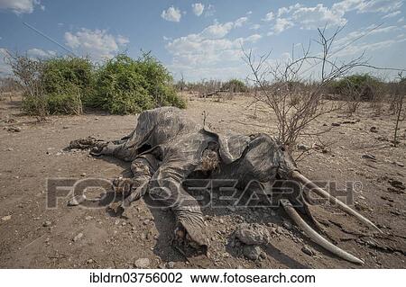 "African Elephant (Loxodonta africana), probably having have died of anthrax, Chobe Waterfront, Chobe National Park, North-West District, Botswana, Africa" View Large Photo Image Stock Image - "African Elephant (Loxodonta africana), probably having have died of anthrax, Chobe Waterfront, Chobe National Park, North-West District, Botswana, Africa". Fotosearch