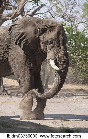 Stock Image - "African Elephant (Loxodonta africana), Chobe Waterfront, Chobe National Park, North-West District, Botswana, Africa". Fotosearch