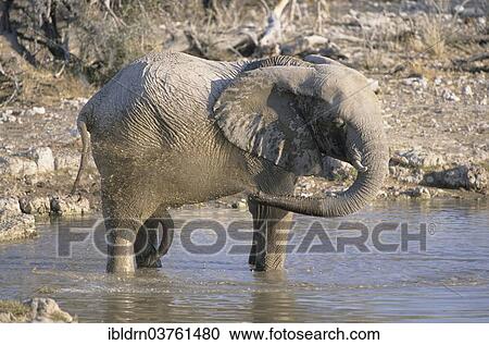 Stock Image - "African Elephant (Loxodonta africana) at waterhole, Chobe Waterfront, Chobe National Park, North-West District, Botswana, Africa". Fotosearch