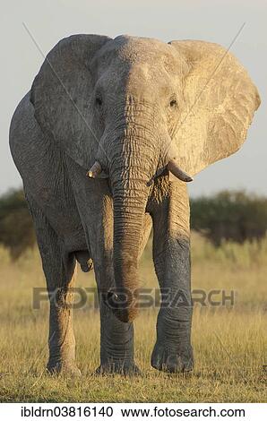 "African Elephant (Loxodonta africana), Chobe Waterfront, Chobe National Park, Botswana, Africa" View Large Photo Image Stock Image - "African Elephant (Loxodonta africana), Chobe Waterfront, Chobe National Park, Botswana, Africa". Fotosearch