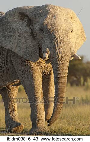 Stock Image - "African Elephant (Loxodonta africana), Chobe Waterfront, Chobe National Park, Botswana, Africa". Fotosearch